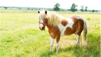 Miniature Pony image